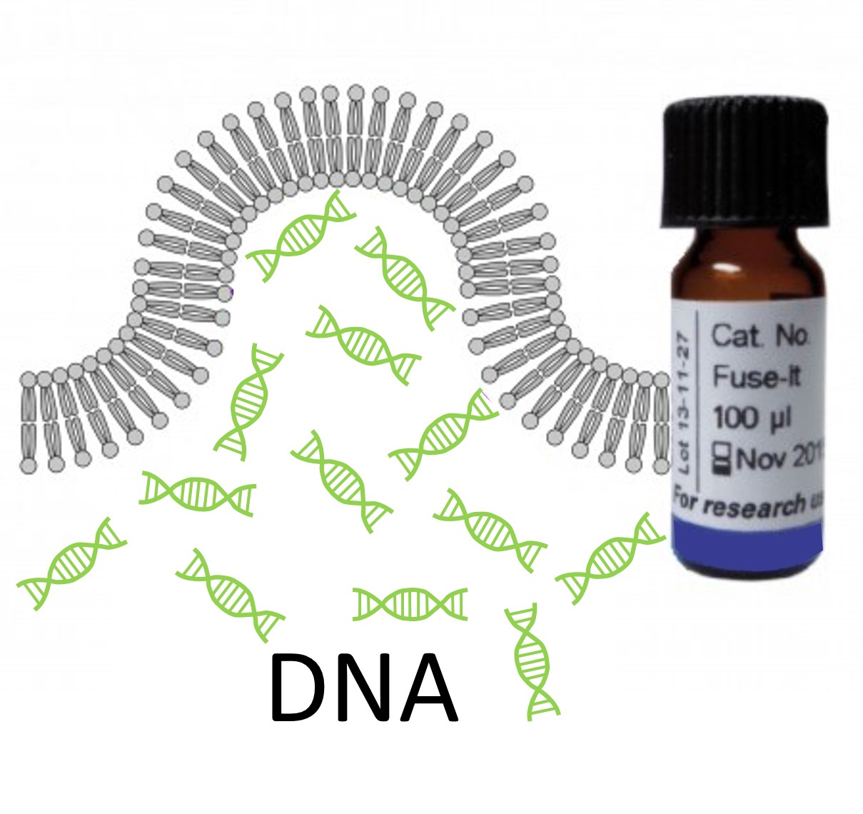 DNA Transfection
